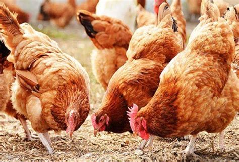 poultry farming isa bmara sa maragaya ka hana lgata ha mata lkashhanae oura