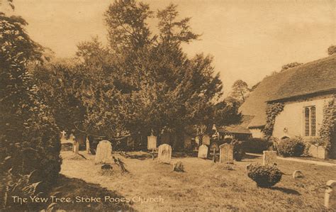 Stoke Poges - Ancient Yew Group