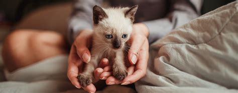 Чем кормить котёнка в 2 месяца: как подобрать рацион для разных пород ...