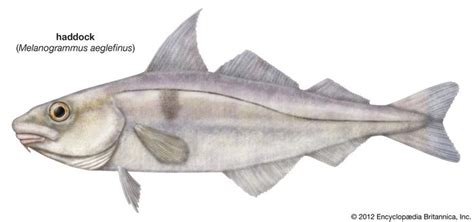 Haddock | fish | Britannica