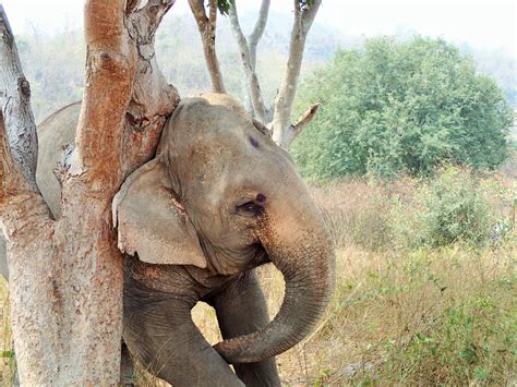 Free fotobanka : strom, Příroda, zvěř a rostlinstvo, savec, fauna ...