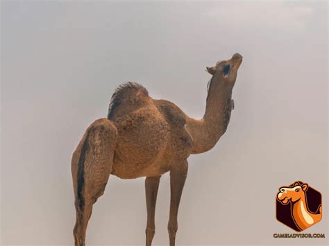 Camel Adaptations for Desert Survival