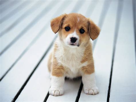 Raças De Cachorros Fofos - 6