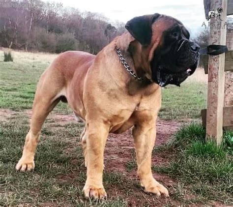 Aisha Boerboels - About the South African Boerboel