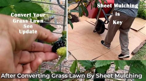 Our Follow Up to Convert Grass Lawn by Sheet Mulching | One Spring ...