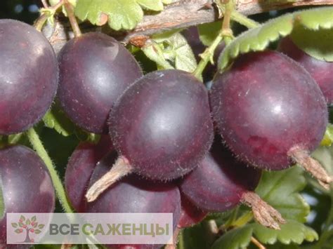 Цена на Йошта Рекст - купить саженцы