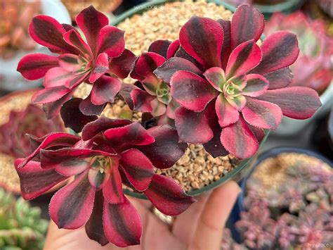 Aeonium 'Medusa' - World of Succulents