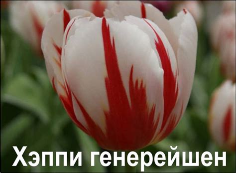ТЮЛЬПАНЫ 21