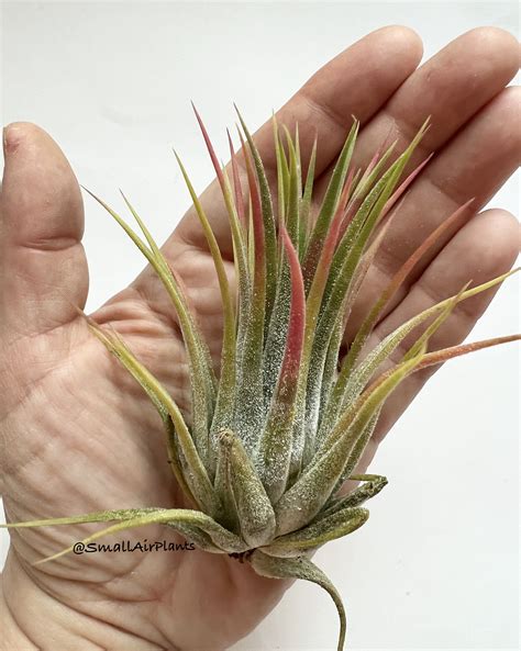 Тилландсия «Ionantha Maxima»