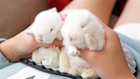 Baby Bunny Sleeping