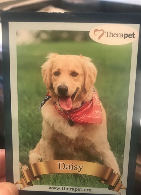 Pin on Daisy’s Golden Therapy | Therapy dogs, Golden retriever, Dogs