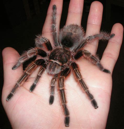 tarantula   legs