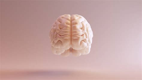 Small Brain Stock Photos, Pictures & Royalty-Free Images - iStock