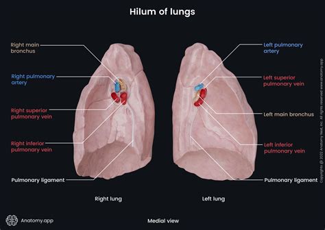 Lungs | Encyclopedia | Anatomy.app | Learn anatomy | 3D models, articles, and quizzes