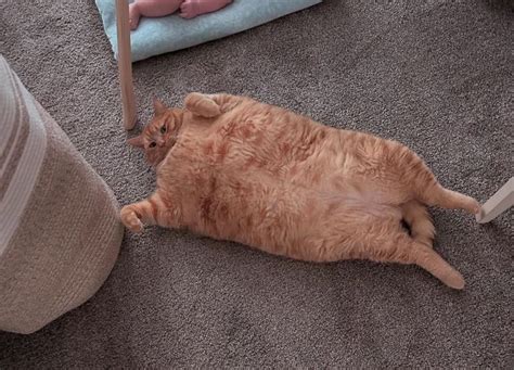 Garfield? Gato ‘mais gordo do mundo’ encanta seguidores nas redes sociais
