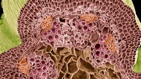 vascular ray botany britannica