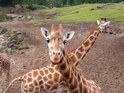 Zoo Insurance | Aquarium Insurance | General Liability