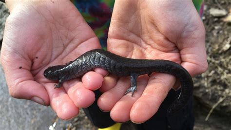 Endangered 'thug of the salamander family' surprise in Sumner County