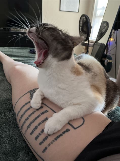 My toothless cat Biscuit yawning : r/mildlyinteresting