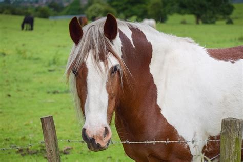 50+ Free Pinto Fasole & Pinto Images - Pixabay