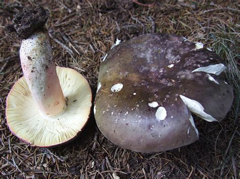 Ljubičastozelena krasnica (Russula cyanoxantha) - Plantea