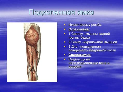Мышцы и топография конечностей - презентация онлайн