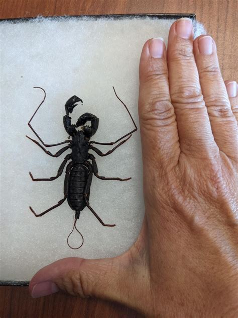 Intimidating-looking whip scorpions are native to the Sunshine State