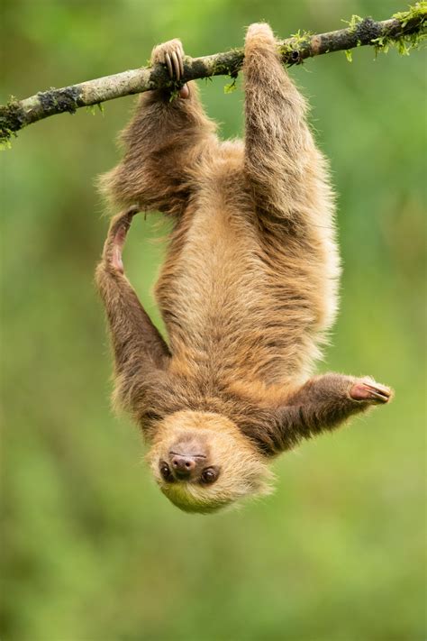 is a sloth a marsupial 1