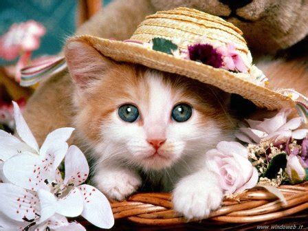 I gatti e la strada: un rapporto non sempre felice | Tutto Zampe