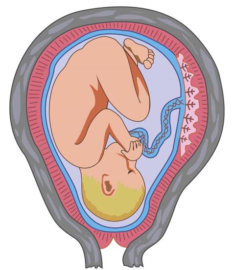 What is an Intrauterine Pregnancy? (with pictures)