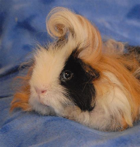 best guinea pig losing hair cheap 3