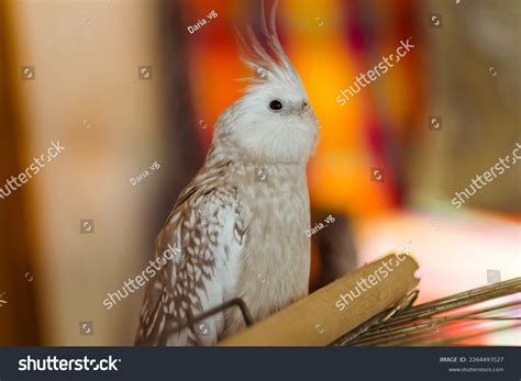 676 White Faced Cockatiel Images, Stock Photos, 3D objects, & Vectors ...