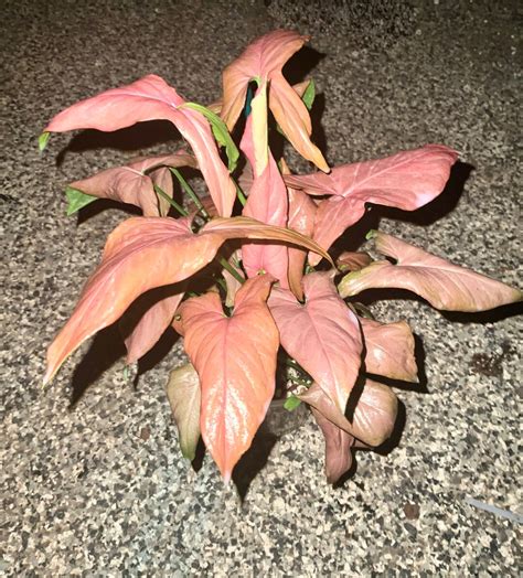 Syngonium Orm Nak - Etsy