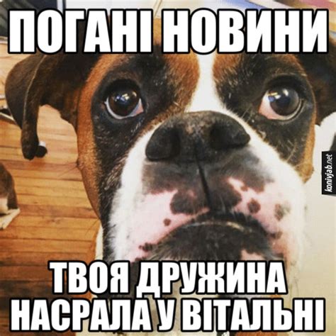 Знову | Morning humor, Funny jokes for adults, Funny dog memes