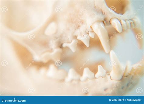European Pine Marten Skull Close-up, Jaws and Teeth Stock Image - Image ...