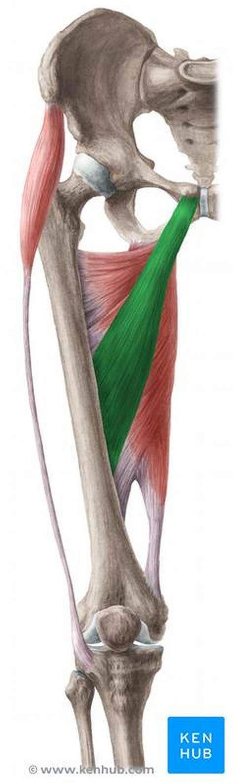 Pictures Of Adductor Longus