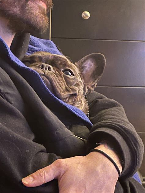 RZA, the melted potato : r/Frenchbulldogs