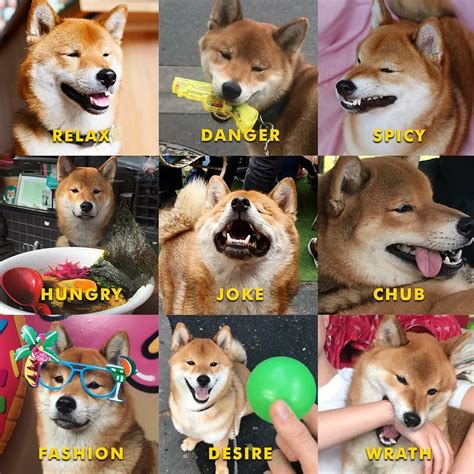 Pin by Zoe on Shiba Inu dogs and more | Funny animal memes, Japanese ...