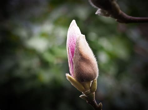 Magnolia Flower Blossom - Free photo on Pixabay