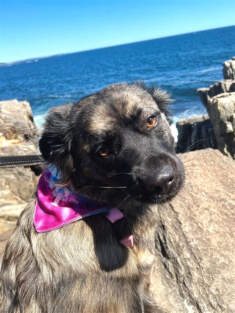 travelMAINE - Premier Vacation Guide