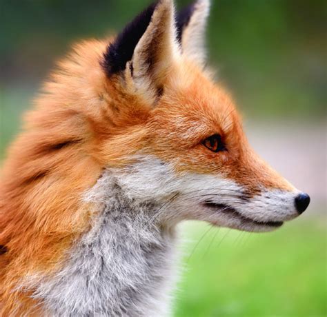 wildlife veterinary nursing  association  zoo exotic