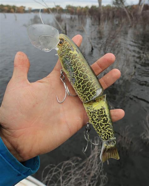 copeton dam surface fishing  big murray