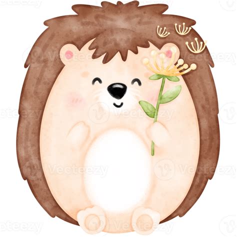 Cute hedgehog, baby hedgehog 24208388 PNG