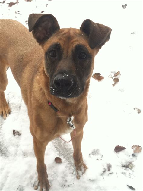Pet lovers are obsessed with this boxer shepherd mix video
