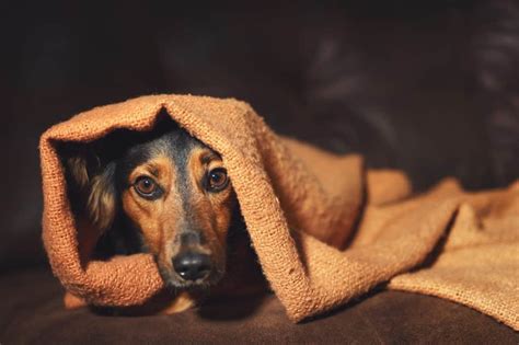 how to cure a dog of separation anxiety