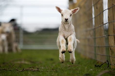 Baby Sheep: What is a Baby Sheep Called? - RaisingSheep.net