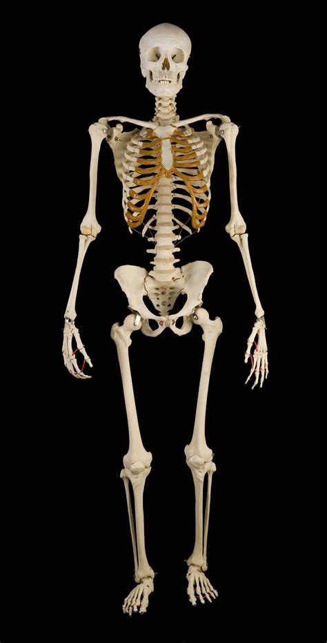 human skeleton wallpapers wallpaper cave