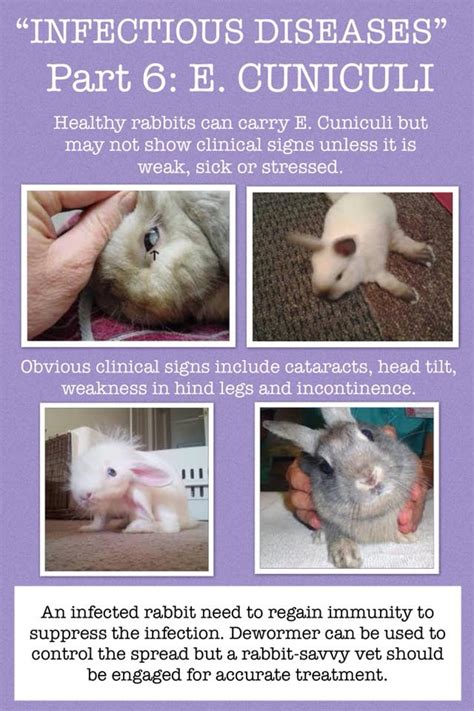 infectious diseases part   cuniculi bunny wonderland