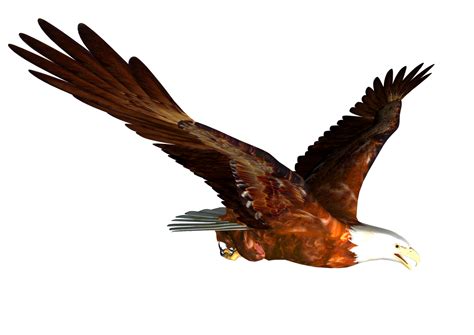 Орел PNG фото