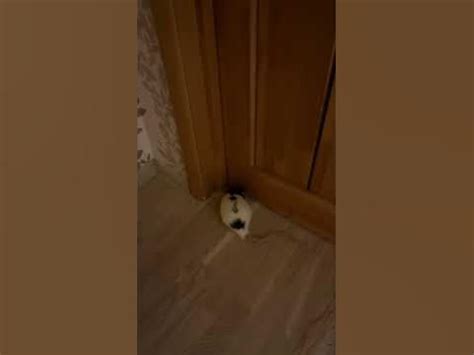 Крыса просится домой. #rat #animal #животные #крысы - YouTube